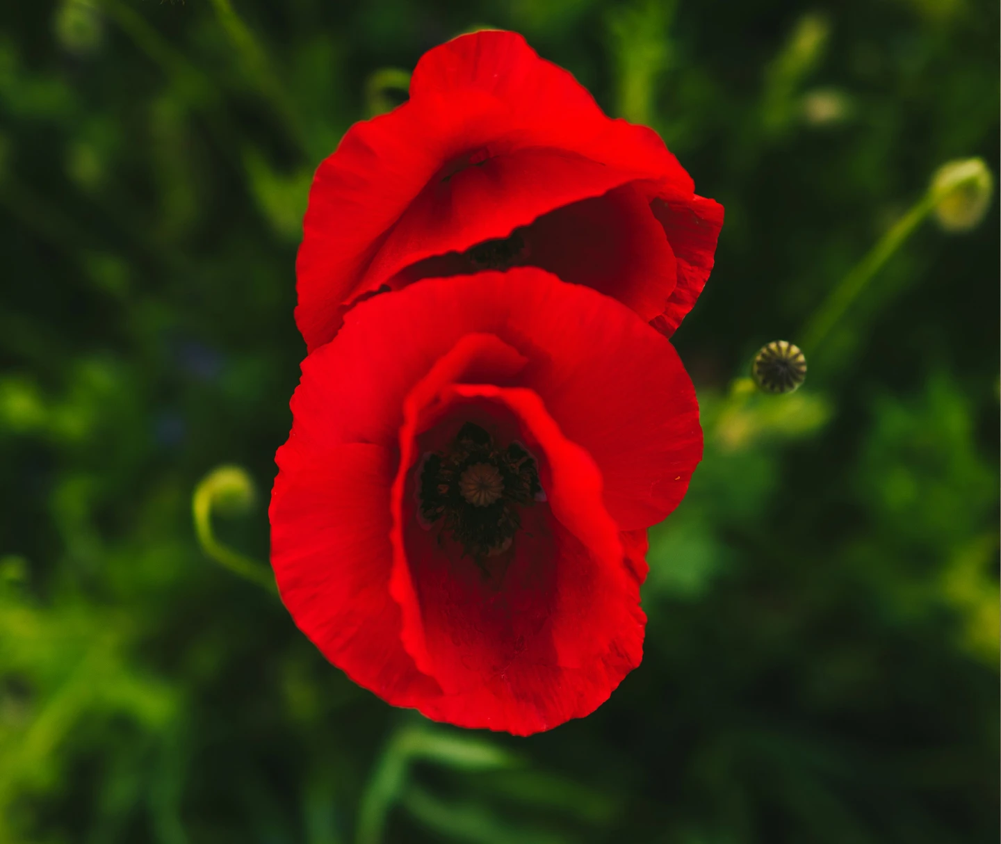 Poppy